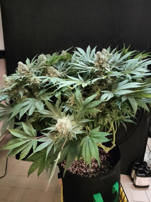 1.Jitrnice. Week 14 - Sweetopia