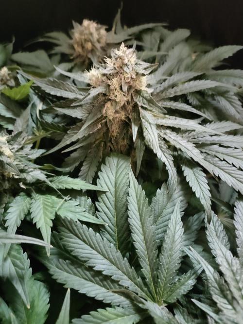 1.Jitrnice. Week 14 - L.A. Amnesia