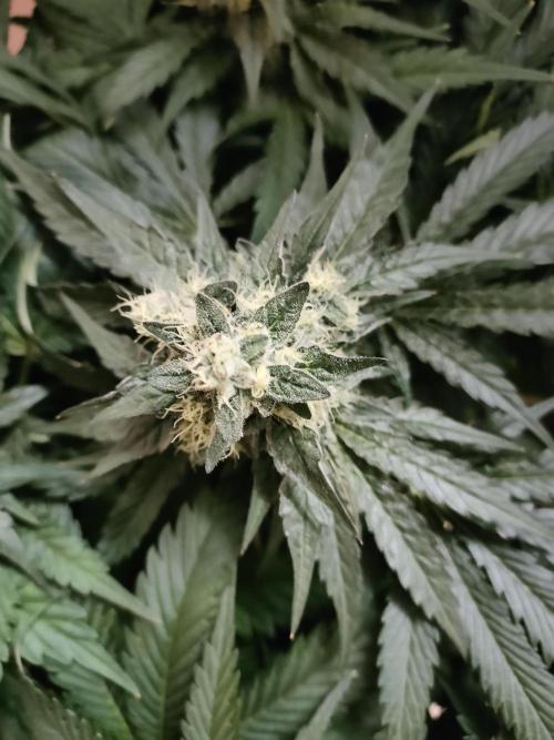 1.Jitrnice. Week 14 - White Noise 