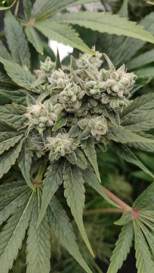 1.Jitrnice. Week 15 - Sweetopia