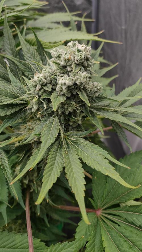 1.Jitrnice. Week 15 - Sweetopia