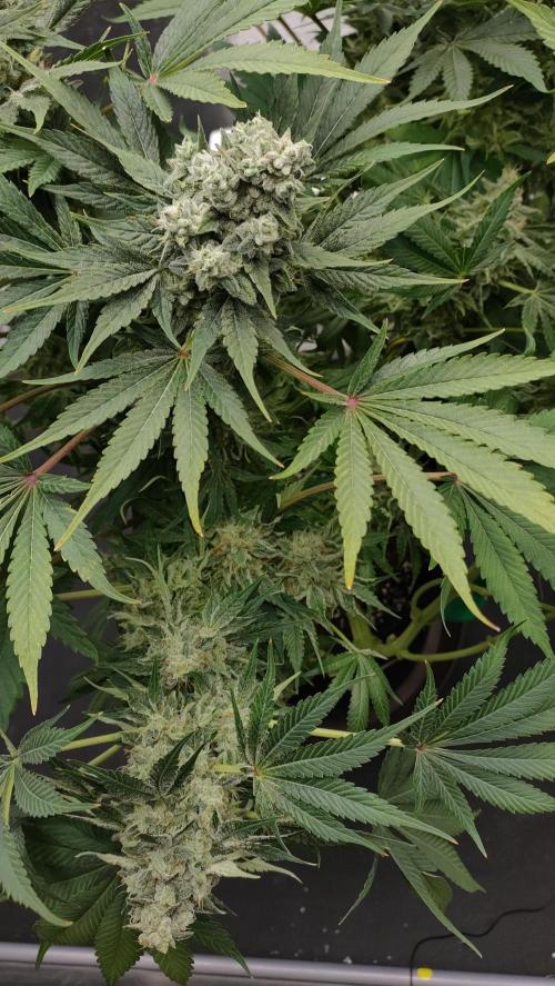 1.Jitrnice. Week 15 - Sweetopia