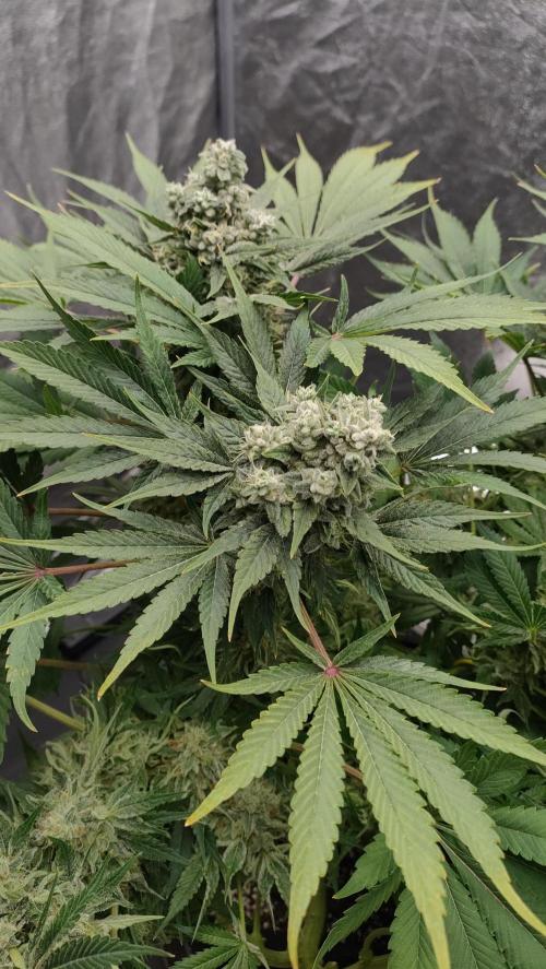 1.Jitrnice. Week 15 - Sweetopia