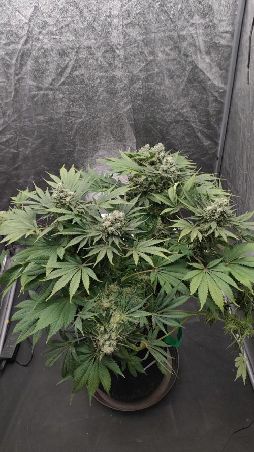 1.Jitrnice. Week 15 - Sweetopia