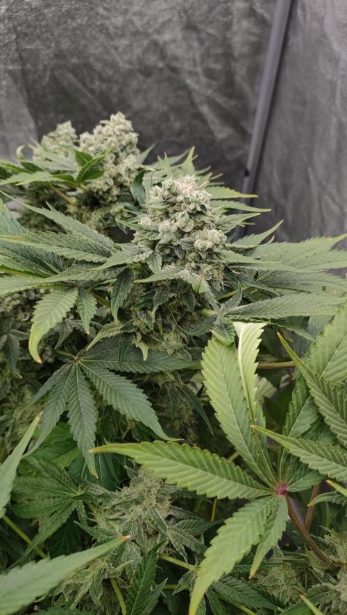 1.Jitrnice. Week 15 - Sweetopia