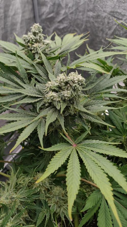 1.Jitrnice. Week 15 - Sweetopia