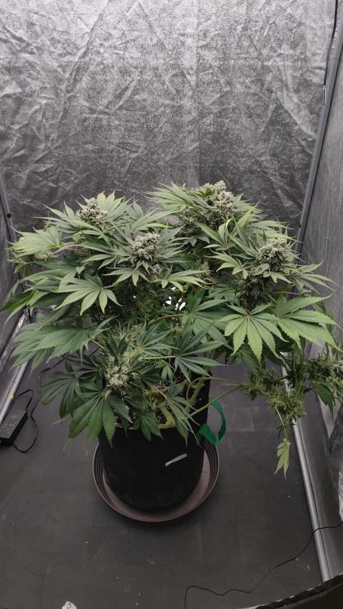 1.Jitrnice. Week 15 - Sweetopia