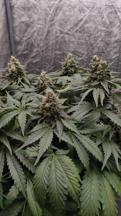 1.Jitrnice. Week 15 - White Noise