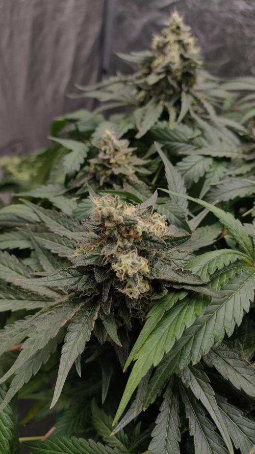 1.Jitrnice. Week 15 - White Noise