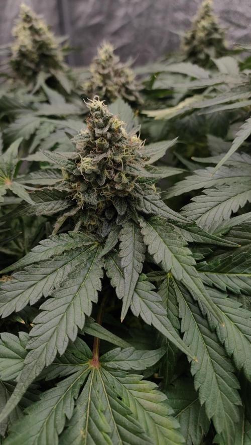 1.Jitrnice. Week 15 - White Noise