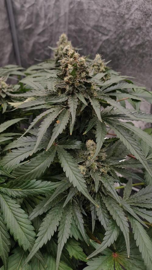 1.Jitrnice. Week 15 - White Noise