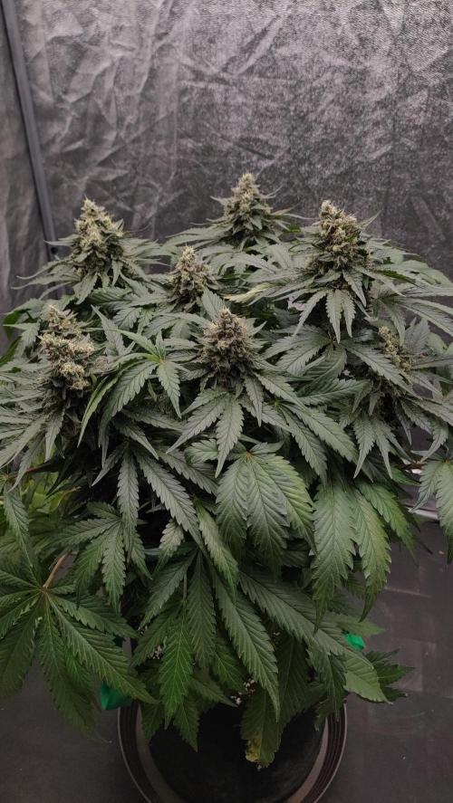 1.Jitrnice. Week 15 - White Noise