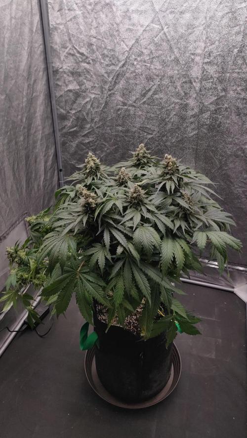 1.Jitrnice. Week 15 - White Noise