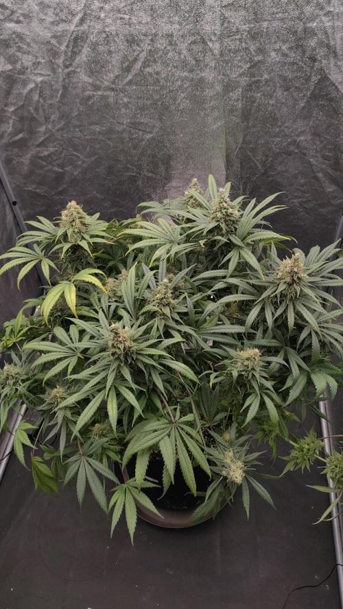 1.Jitrnice. Week 15 - L.A. Amnesie