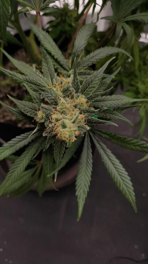 1.Jitrnice. Week 15 - L.A. Amnesie