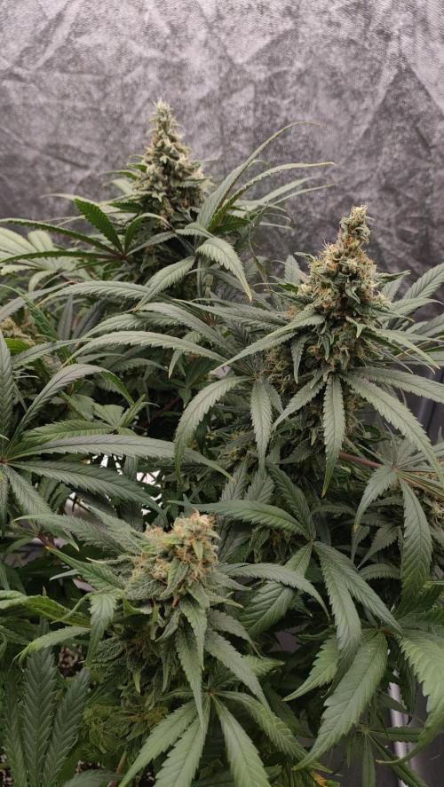 1.Jitrnice. Week 15 - L.A. Amnesie