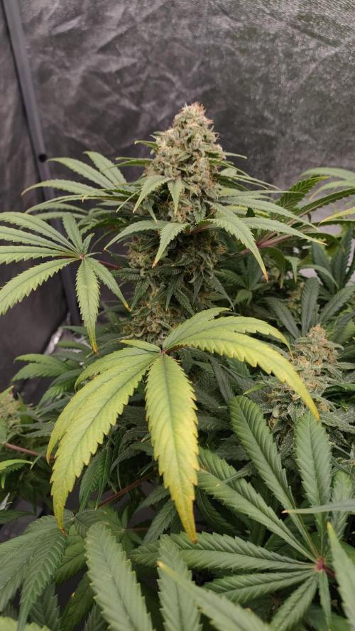 1.Jitrnice. Week 15 - L.A. Amnesie