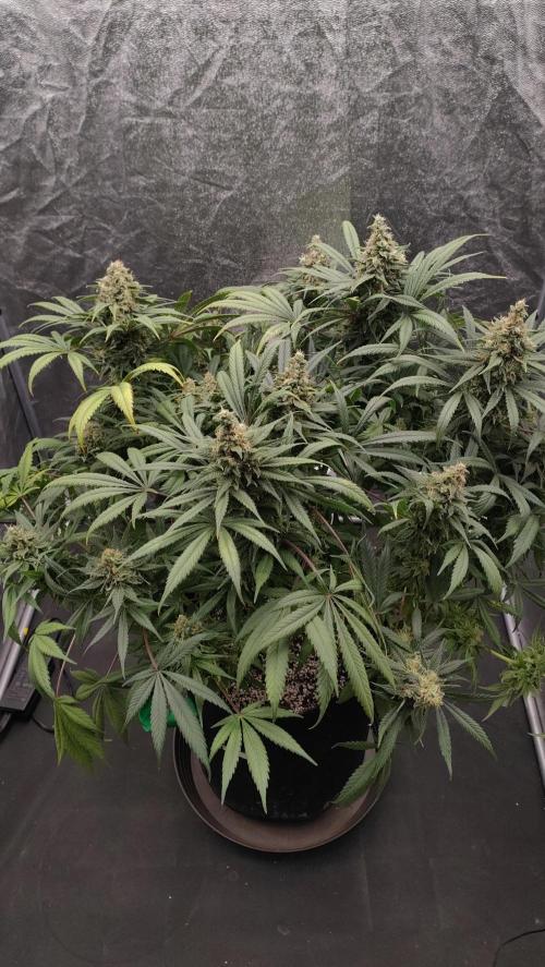 1.Jitrnice. Week 15 - L.A. Amnesie