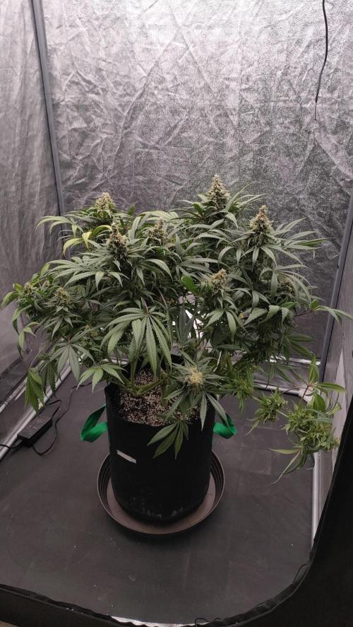 1.Jitrnice. Week 15 - L.A. Amnesie