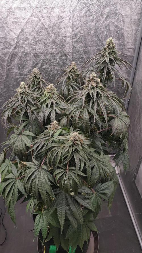 1.Jitrnice. Week 15 - King Cartier