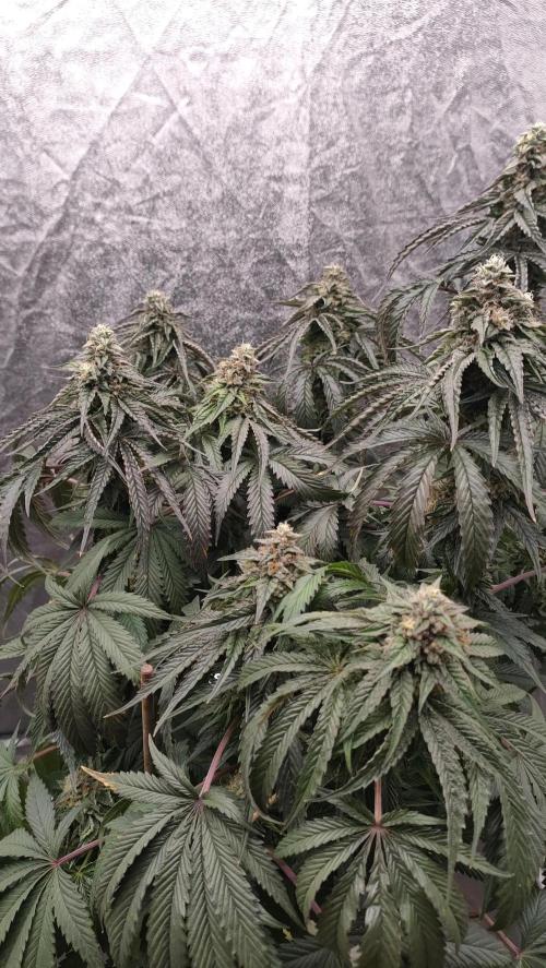 1.Jitrnice. Week 15 - King Cartier