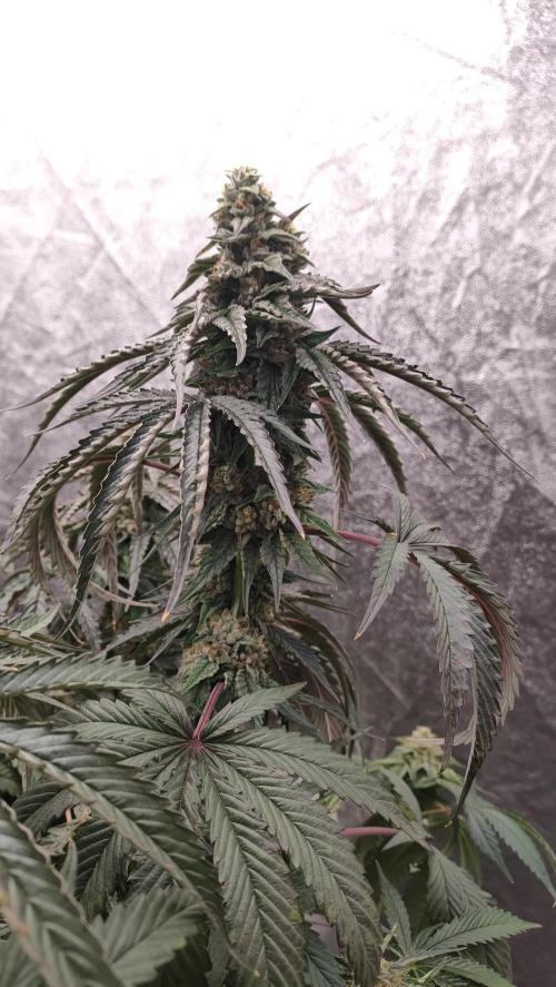 1.Jitrnice. Week 15 - King Cartier