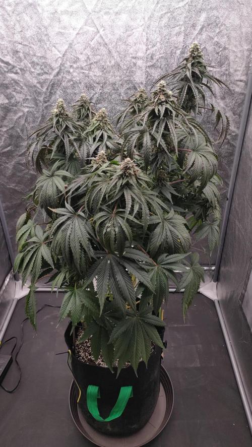 1.Jitrnice. Week 15 - King Cartier