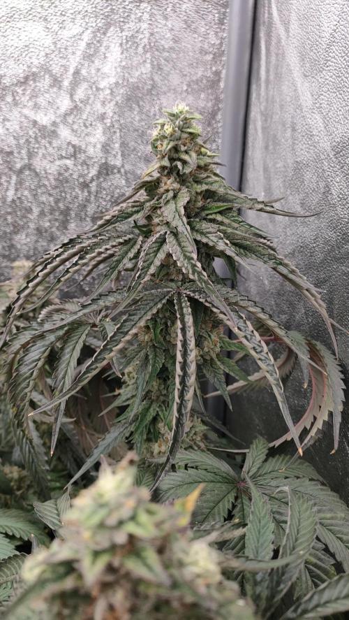 1.Jitrnice. Week 15 - King Cartier 