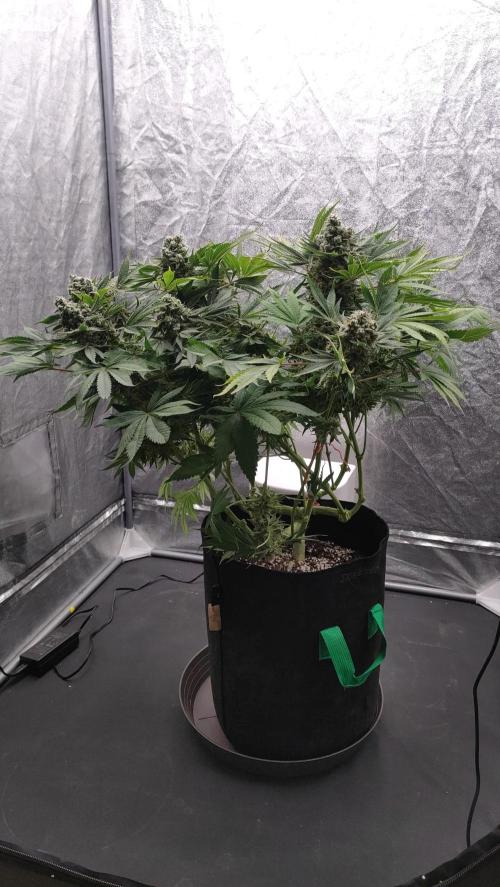 1.Jitrnice. Week 16 - Sweetopia