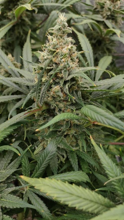 1.Jitrnice. Week 16 - L.A. Amnesia