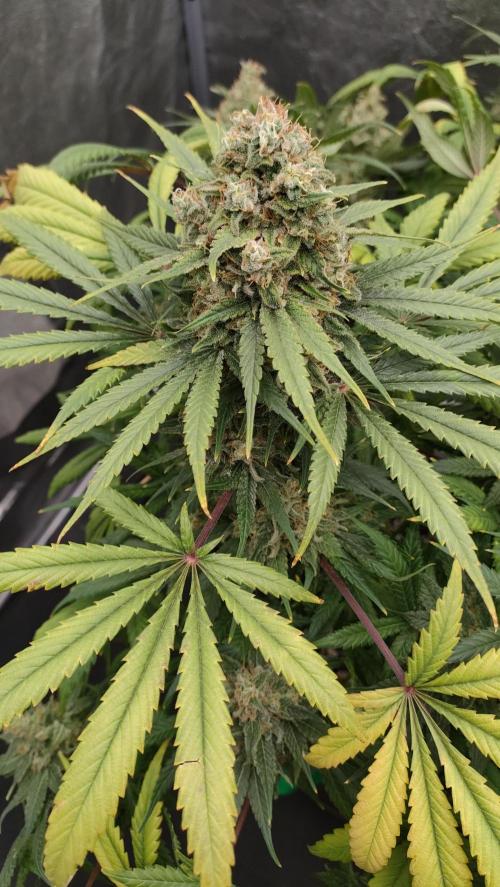 1.Jitrnice. Week 16 - L.A. Amnesia
