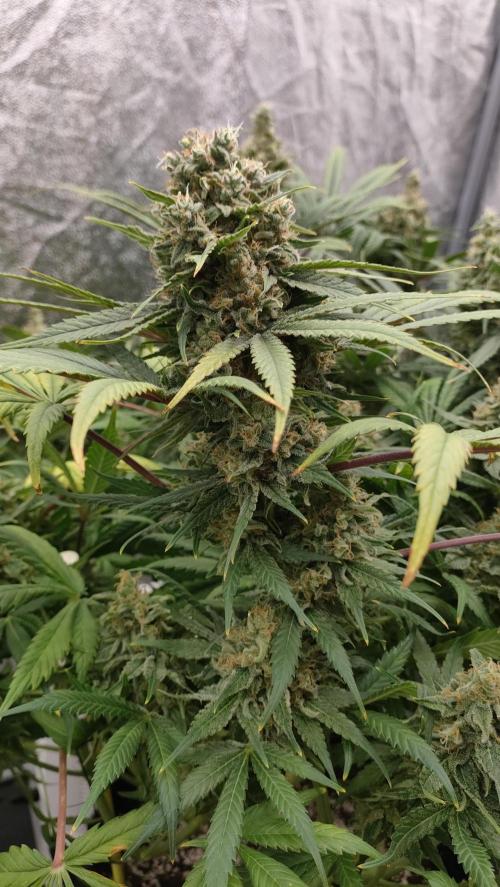 1.Jitrnice. Week 16 - L.A. Amnesia