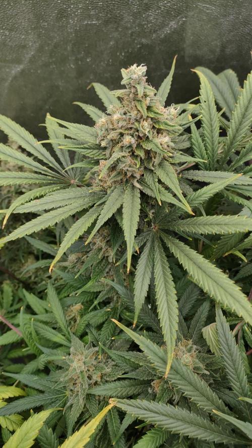 1.Jitrnice. Week 16 - L.A. Amnesia