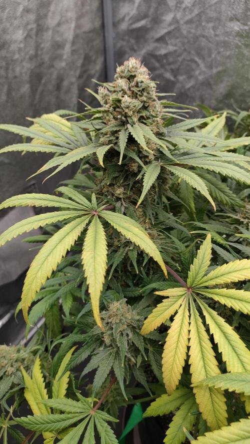1.Jitrnice. Week 16 - L.A. Amnesia