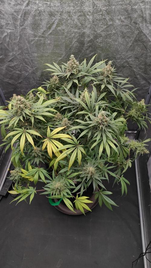 1.Jitrnice. Week 16 - L.A. Amnesia