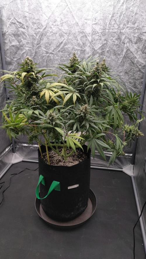 1.Jitrnice. Week 16 - L.A. Amnesia