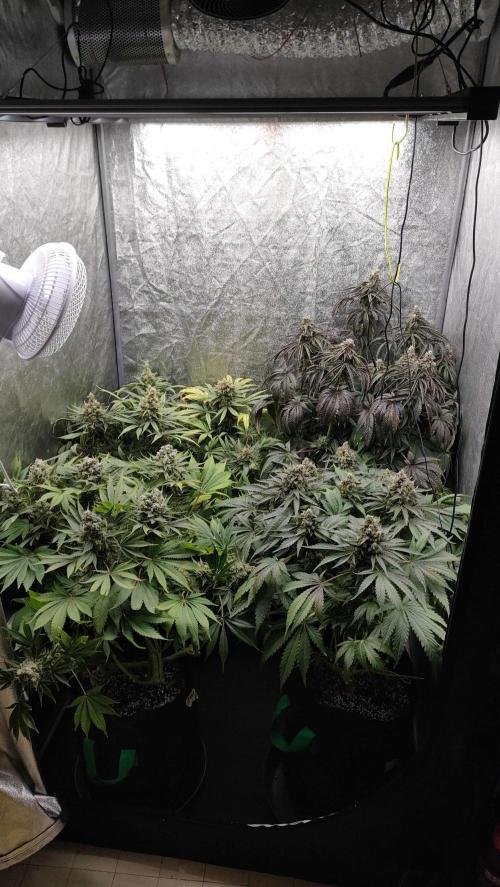 1.Jitrnice. Week 16