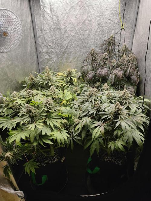 1.Jitrnice. Week 16