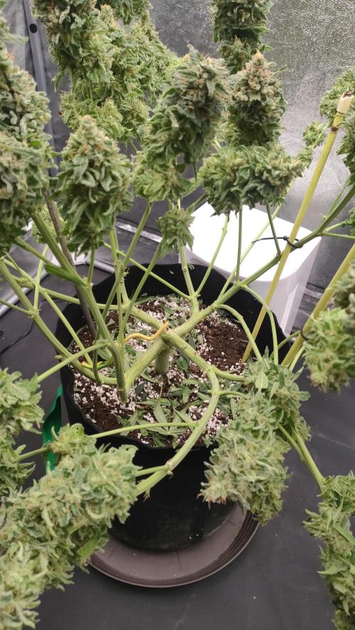 1.Jitrnice. Week 17