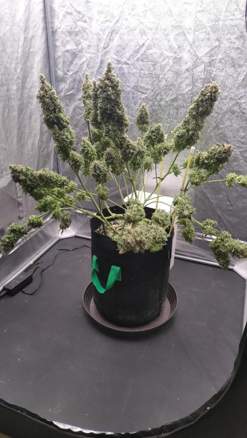 1.Jitrnice. Week 17