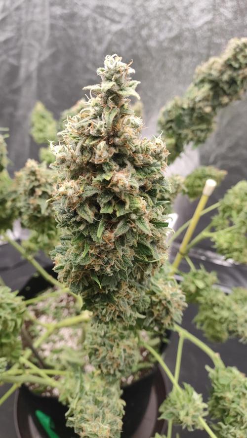 1.Jitrnice. Week 17