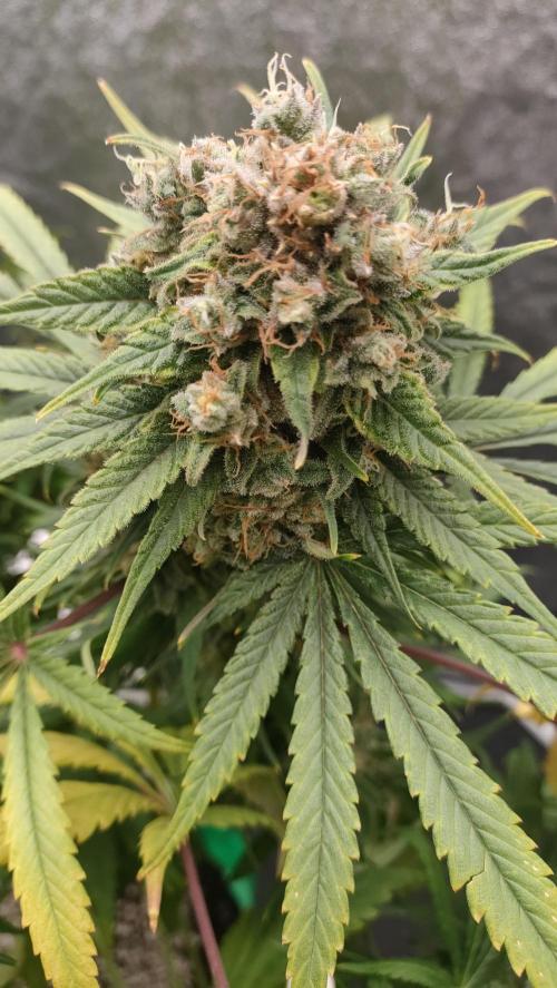 1.Jitrnice. Week 17