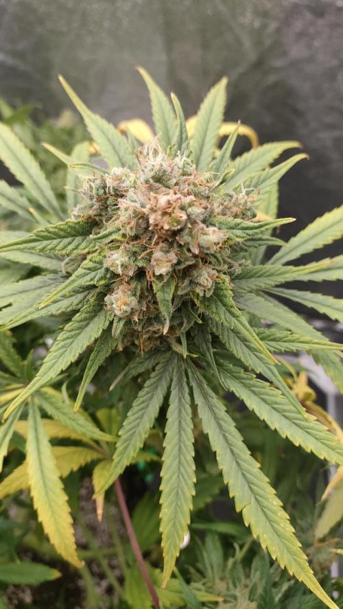 1.Jitrnice. Week 17