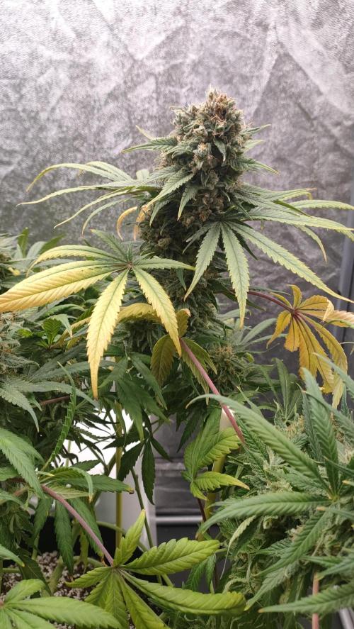1.Jitrnice. Week 17