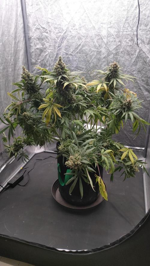 1.Jitrnice. Week 17