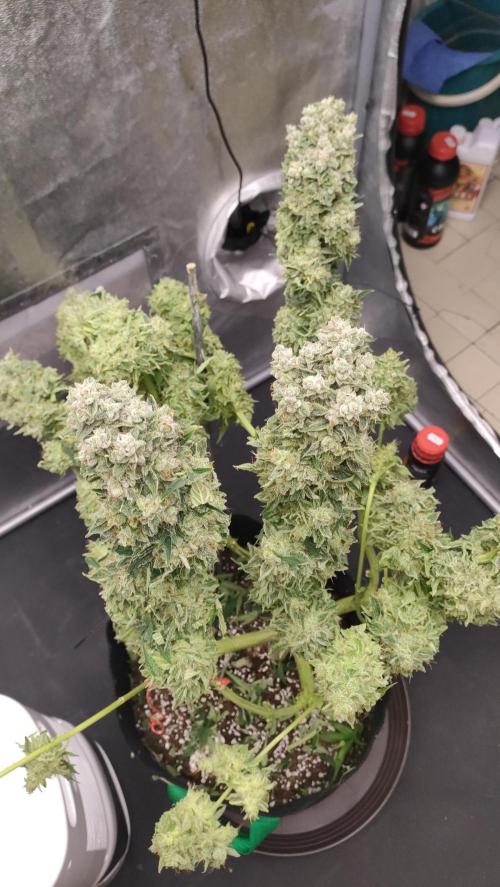 1.Jitrnice. Week 17