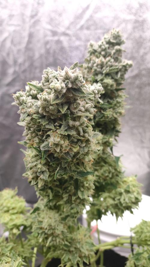 1.Jitrnice. Week 17