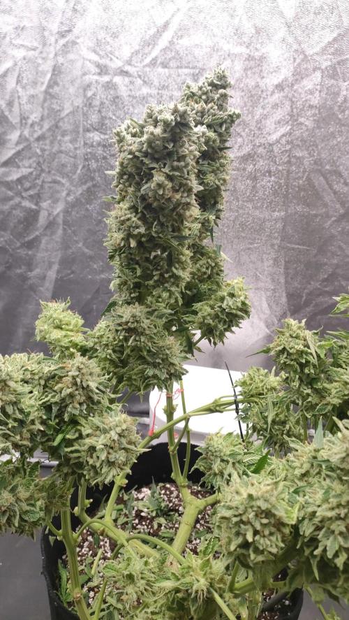 1.Jitrnice. Week 17