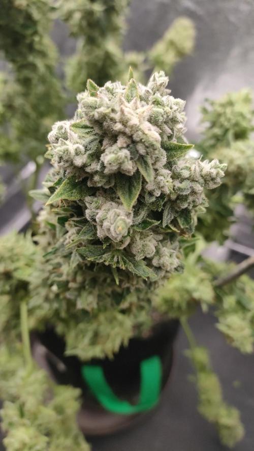 1.Jitrnice. Week 17