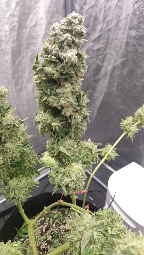 1.Jitrnice. Week 17
